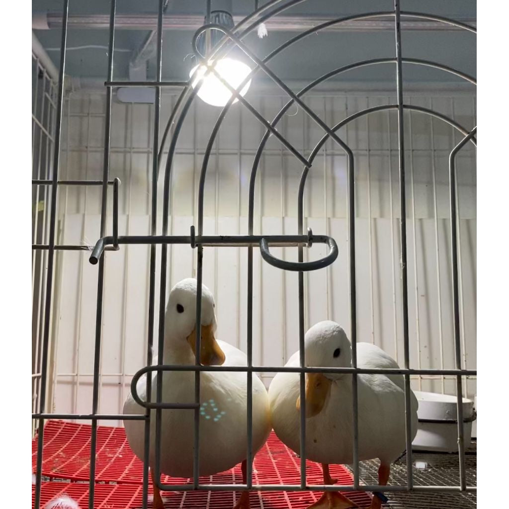 鳥寶專用 不防水 仿太陽光 鸚鵡 太陽 金剛 吸蜜 凱克 led 補光燈泡 全光譜 紫外線 UVA 鋁殼散熱 台灣製造